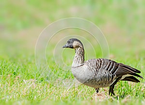 Nene or Hawaiian goose foraging for food in the Big Island