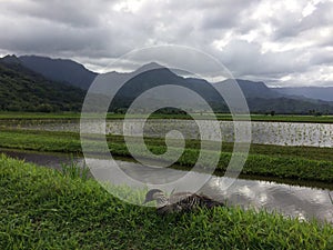 Nene, Hawaiian Goose in Taro Fields in Hanalei Valley on Kauai Island, Hawaii.