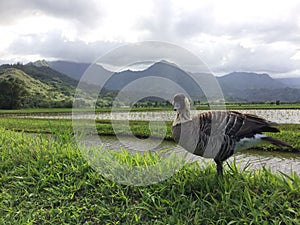 Nene, Hawaiian Goose in Taro Fields in Hanalei Valley on Kauai Island, Hawaii.