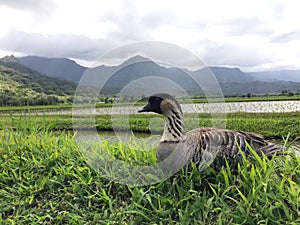 Nene, Hawaiian Goose in Taro Fields in Hanalei Valley on Kauai Island, Hawaii.