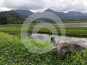 Nene, Hawaiian Goose in Taro Fields in Hanalei Valley on Kauai Island, Hawaii.