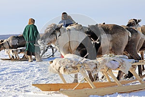 Nenets dog in winter among reindeer herders in northern Siberia