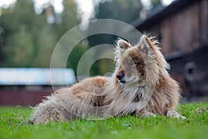 Nenets herding laika dog resting lying on the green grass