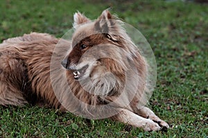 Nenets herding laika dog resting lying on the green grass