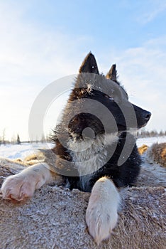 Nenets laika rests after a grazing of reindeer herd.