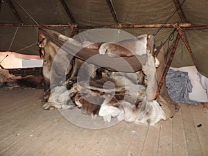 Nenets plague house, built with a large number of poles in the center of the shaft, the interior of the plague, decoration