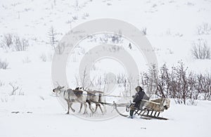 Nenets reindeer herder photo