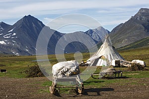 Nenets reindeer herders choom