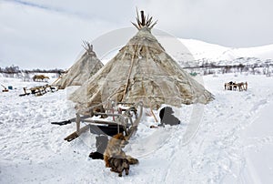 Nenets reindeer herders choom