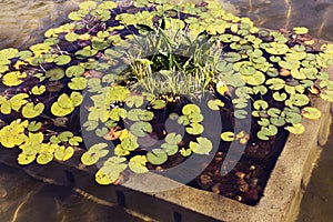 Nenufar floating in concrete planter box. lily pond photo