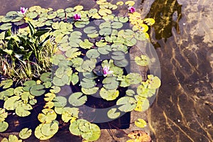 Nenufar leaves floating on lily pond photo