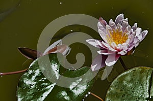 Nenufar under the sun. Inhabitants of the pond.