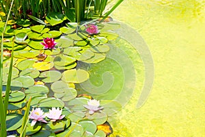 Nenufar Water Lilies on green water pond