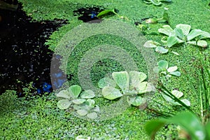 nenufar in the waterbodies, the flora in the pond, water lilies and other plants living in the water photo