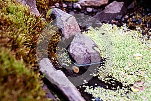 Nenufar in the waterbodies, the flora in the pond, water lilies and other plants living in the water