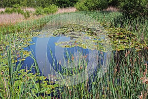 Nenuphar blooming in a pond