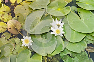Nenuphar lotus blooming water lily