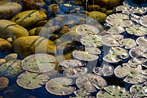 Nenuphar in a pond