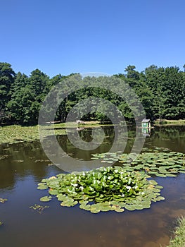 Nenuphars in the lake