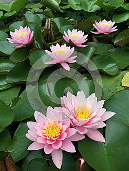 Nenuphars or Water lilies on a pond