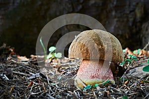 Neoboletus luridiformis