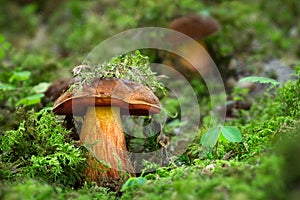 Neoboletus luridiformis, edible mushrooms