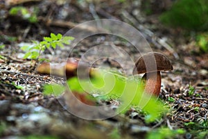 Neoboletus luridiformis, Edible mushrooms with excellent taste