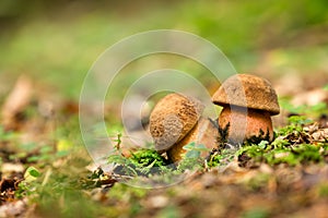 Neoboletus luridiformis. Edible mushrooms with excellent taste.