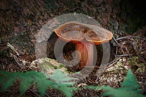 Neoboletus luridiformis