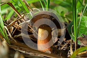 Neoboletus luridiformis known as Boletus luridiformis - edible mushroom. Fungus in the natural environment