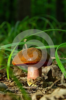 Neoboletus luridiformis known as Boletus luridiformis - edible mushroom. Fungus in the natural environment