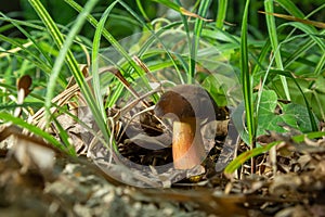 Neoboletus luridiformis known as Boletus luridiformis - edible mushroom. Fungus in the natural environment