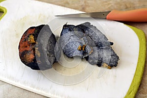 Neoboletus luridiformis mushroom