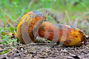 Neoboletus luridiformis mushroom