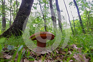 Neoboletus luridiformis mushroom, commonly known as a brown mushroom, sitting on the forest floor