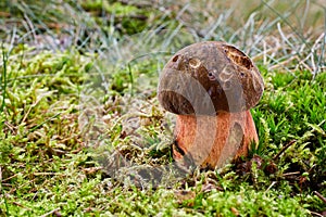 Neoboletus luridiformis in the natural environment