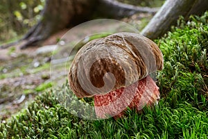 Neoboletus luridiformis in the natural environment