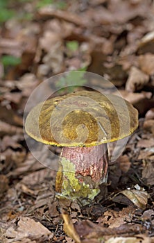 Neoboletus praestigiator is a species of edible mushroom in the family Boletaceae, genus Boletus.