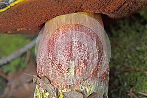 Neoboletus praestigiator is a species of edible mushroom in the family Boletaceae, genus Boletus.