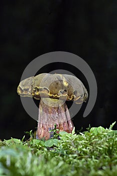 Neoboletus praestigiator is a species of edible mushroom in the phylum Basidiomycota, family Boletaceae, genus Boletus