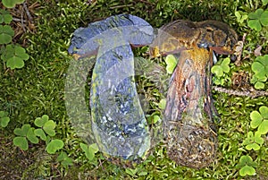 Neoboletus praestigiator is a species of edible mushroom in the phylum Basidiomycota, family Boletaceae, genus Boletus