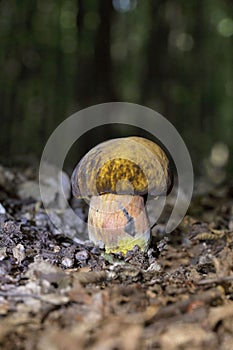 Neoboletus xanthopus is a rare mushroom that grows mainly on forest soils.