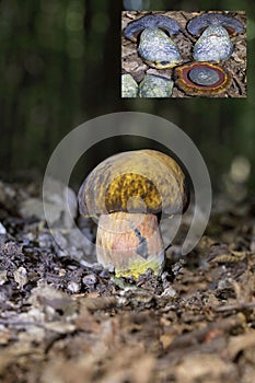Neoboletus xanthopus is a rare mushroom that grows mainly on forest soils.