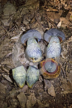 Neoboletus xanthopus is a rare mushroom that grows mainly on forest soils.