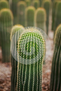 Neobuxbaumia cactus planting in cacti garden