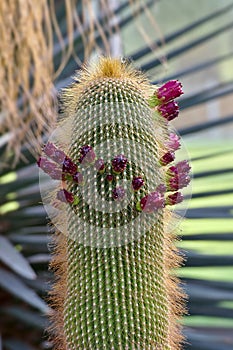 Neobuxbaumia polylopha