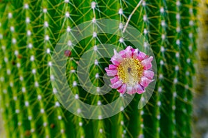 Neobuxbaumia Polylopha cactus with flowers