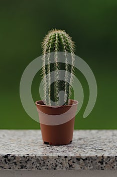 Neobuxbaumia Polylopha Cactus in pot: Natural green background