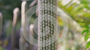 Neobuxbaumia polylopha, cone cactus, golden saguaro