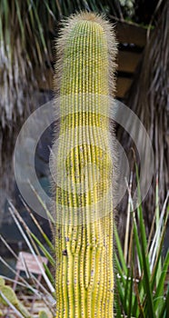 Neobuxbaumia polylopha, cone cactus, golden saguaro, golden spined saguaro, and wax cactus in a botanical garden.